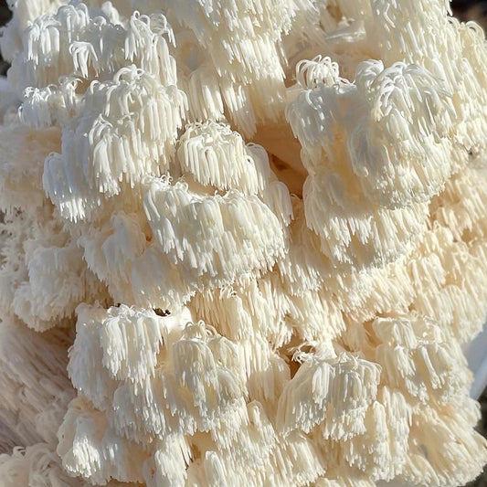 Lion's Mane Mushroom: A Natural Nootropic and Immune Booster