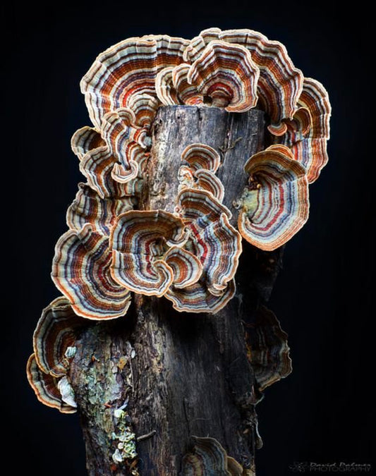 Turkey Tail #2: Unraveling the Science of Immune Support