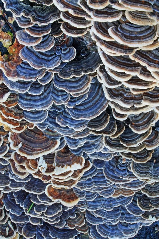 Turkey Tail #1: A Brief History