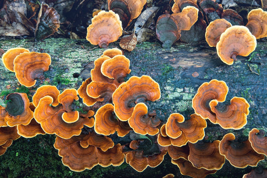 Unveiling the Power of Mycoremediation